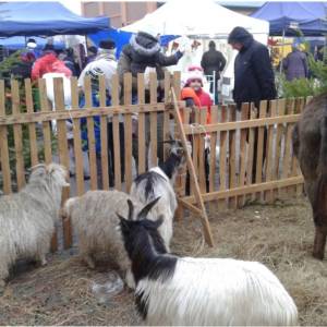 Gospodarstwo Rolno-Agroturystyczne Ranczo Natii - gospodarstwo rolno agroturystyczne ranczo natii 6