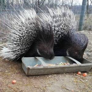 Gospodarstwo Rolno-Agroturystyczne Ranczo Natii - gospodarstwo rolno agroturystyczne ranczo natii 7