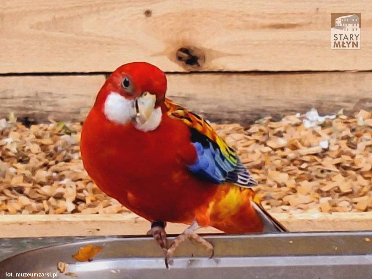 Jurajskie Ptaki w Żarkach - jurajskie ptaki w zarkach 4