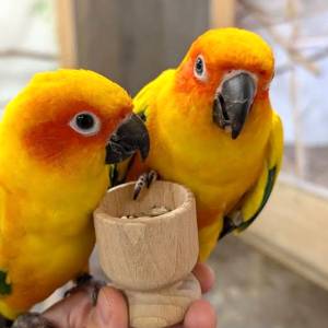 Jurajskie Ptaki w Żarkach - jurajskie ptaki w zarkach 1