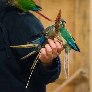 Jurajskie Ptaki w Żarkach - jurajskie ptaki w zarkach 2