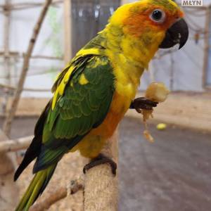 Jurajskie Ptaki w Żarkach - jurajskie ptaki w zarkach 3