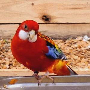 Jurajskie Ptaki w Żarkach - jurajskie ptaki w zarkach 4