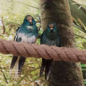 Jurajskie Ptaki w Żarkach - jurajskie ptaki w zarkach 5