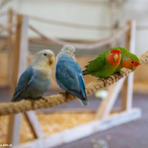 Jurajskie Ptaki w Żarkach - jurajskie ptaki w zarkach 6