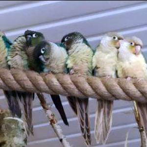 Jurajskie Ptaki w Żarkach - jurajskie ptaki w zarkach 7