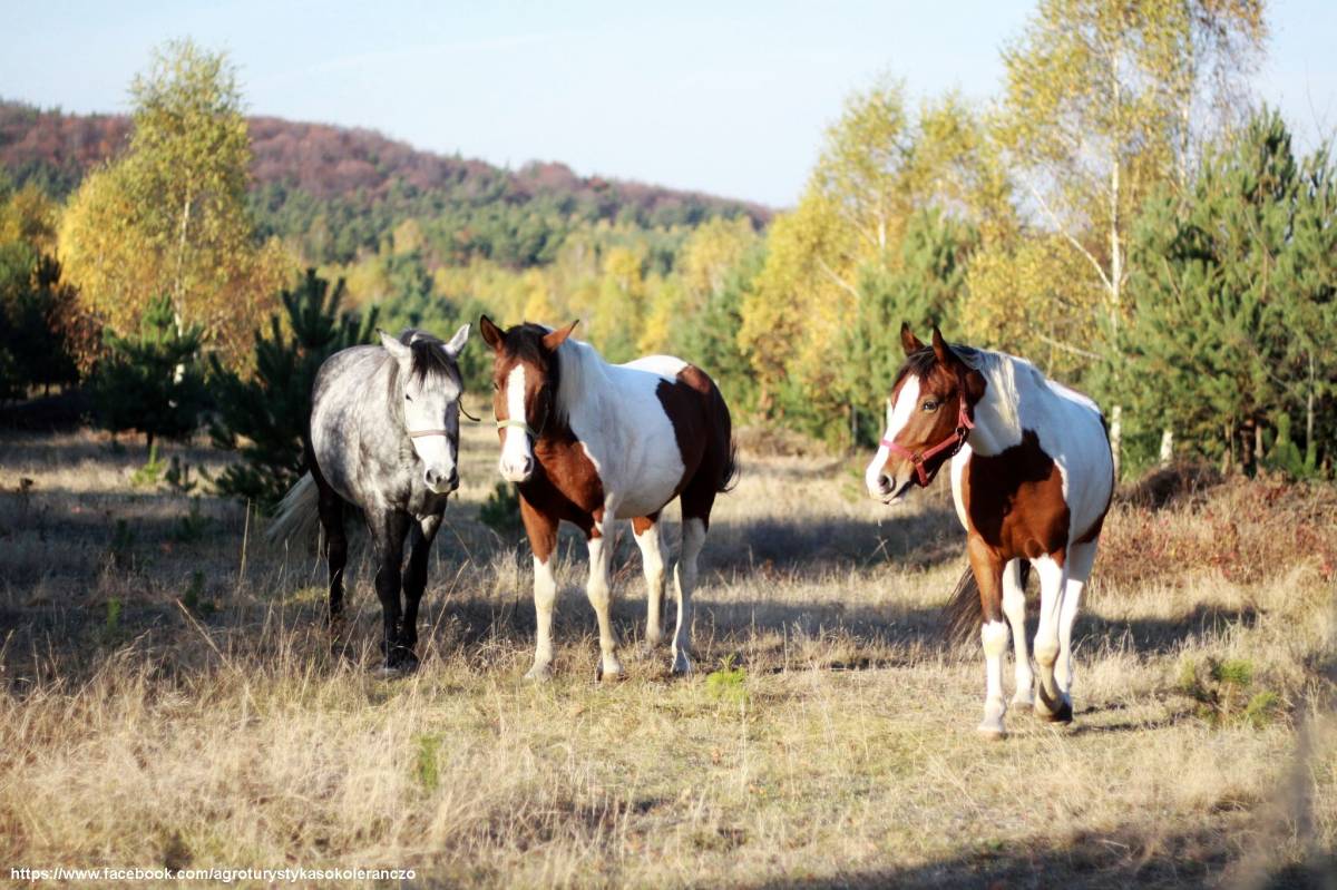 Agroturystyka Sokole Ranczo w Biskupicach - agroturystyka sokole ranczo w biskupicach 1