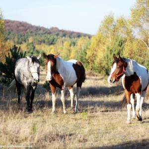 Agroturystyka Sokole Ranczo w Biskupicach - agroturystyka sokole ranczo w biskupicach 1