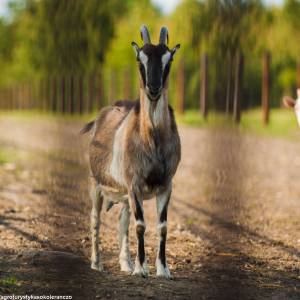 Agroturystyka Sokole Ranczo w Biskupicach - agroturystyka sokole ranczo w biskupicach 9
