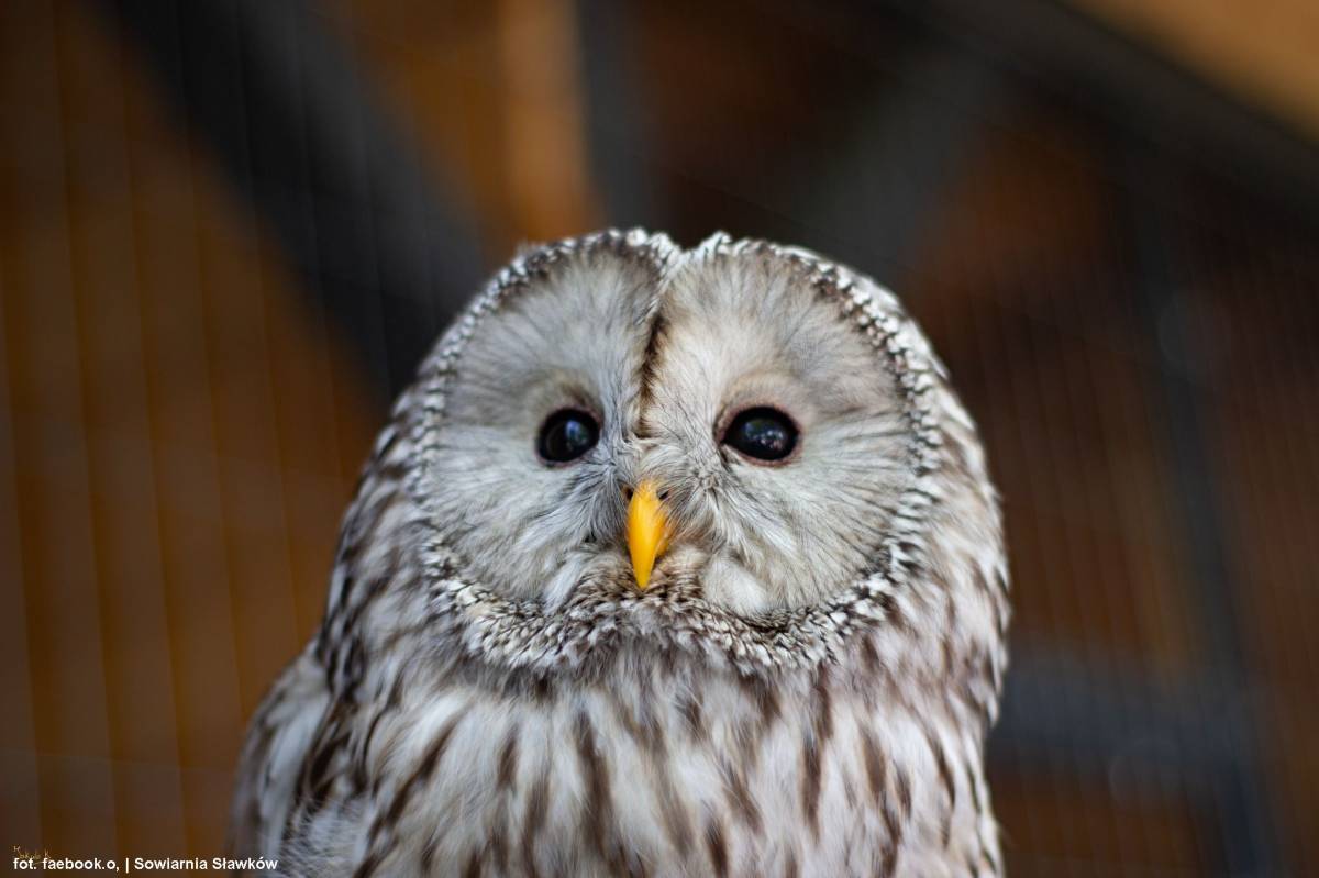 Sowiarnia w Sławkowie - sowiarnia w slawkowie 4