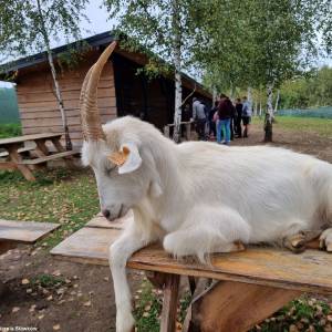 Sowiarnia w Sławkowie - sowiarnia w slawkowie 2