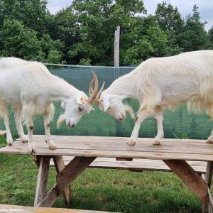 Sowiarnia w Sławkowie - sowiarnia w slawkowie 3