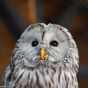 Sowiarnia w Sławkowie - sowiarnia w slawkowie 4