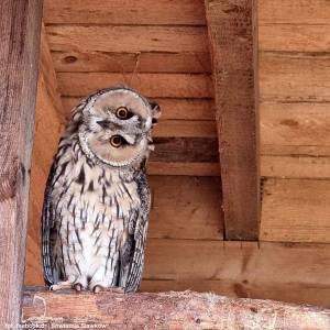 Sowiarnia w Sławkowie - sowiarnia w slawkowie 5