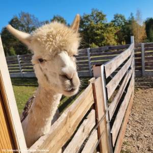 Sowiarnia w Sławkowie - sowiarnia w slawkowie 6