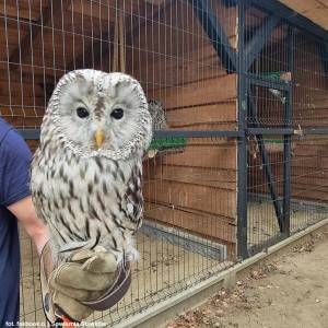 Sowiarnia w Sławkowie - sowiarnia w slawkowie 7