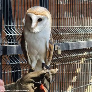 Sowiarnia w Sławkowie - sowiarnia w slawkowie 8