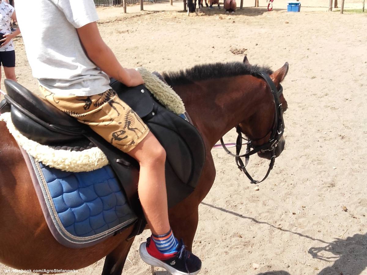 Zagroda Edukacyjna Stefanówka - zagroda edukacyjna stefanowka 8