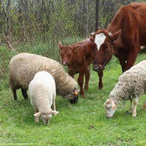 Zagroda Edukacyjna Stefanówka - zagroda edukacyjna stefanowka 2