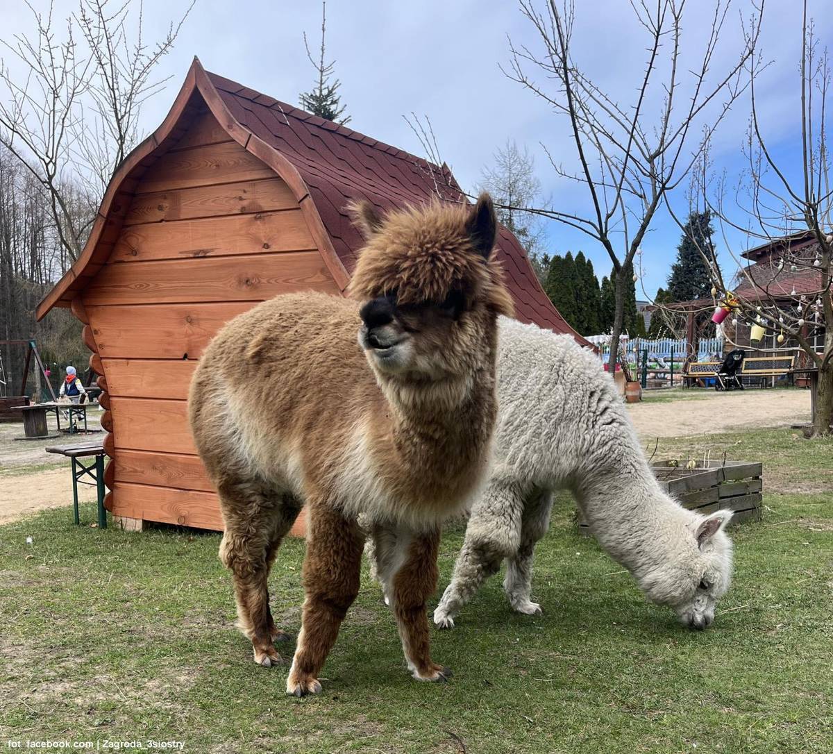 Zagroda 3 Siostry w Rybniku - zagroda 3 siostry w rybniku 5