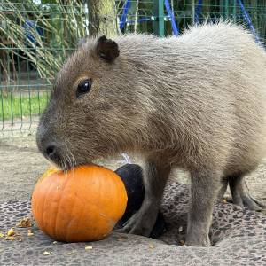 Zagroda 3 Siostry w Rybniku - zagroda 3 siostry w rybniku 1