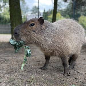 Zagroda 3 Siostry w Rybniku - zagroda 3 siostry w rybniku 2