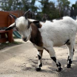 Zagroda 3 Siostry w Rybniku - zagroda 3 siostry w rybniku 3