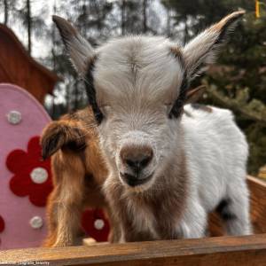 Zagroda 3 Siostry w Rybniku - zagroda 3 siostry w rybniku 4