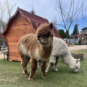 Zagroda 3 Siostry w Rybniku - zagroda 3 siostry w rybniku 5