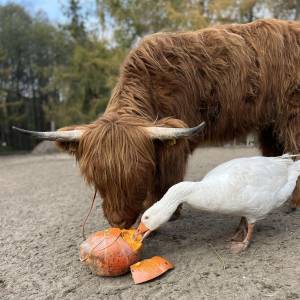 Zagroda 3 Siostry w Rybniku - zagroda 3 siostry w rybniku 7