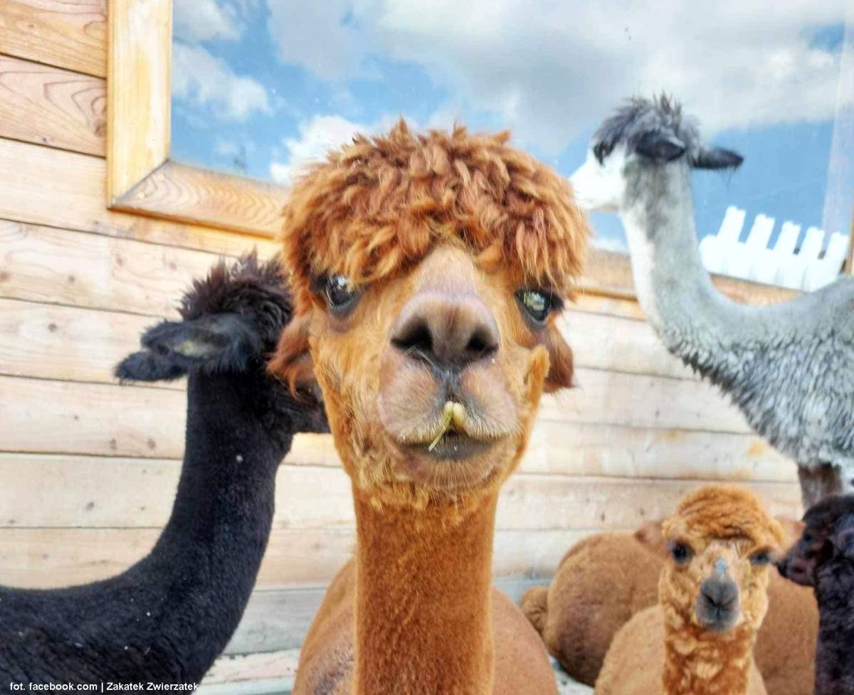 Zakątek Zwierzątek w Dzimierzu - zakatek zwierzatek w dzimierzu 10