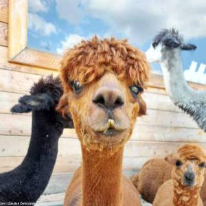 Zakątek Zwierzątek w Dzimierzu - zakatek zwierzatek w dzimierzu 10