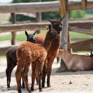 Zakątek Zwierzątek w Dzimierzu - zakatek zwierzatek w dzimierzu 11