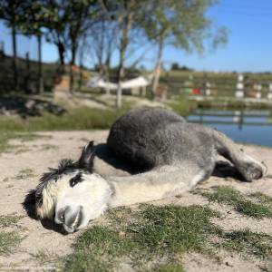 Zakątek Zwierzątek w Dzimierzu - zakatek zwierzatek w dzimierzu 2