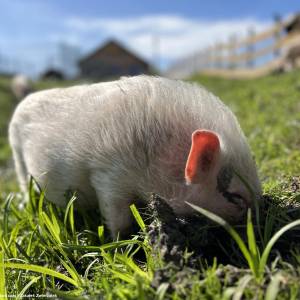 Zakątek Zwierzątek w Dzimierzu - zakatek zwierzatek w dzimierzu 3