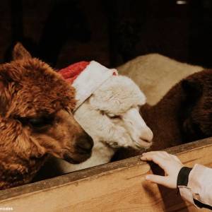 Zakątek Zwierzątek w Dzimierzu - zakatek zwierzatek w dzimierzu 5