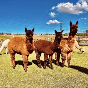 Zakątek Zwierzątek w Dzimierzu - zakatek zwierzatek w dzimierzu 7