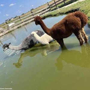 Zakątek Zwierzątek w Dzimierzu - zakatek zwierzatek w dzimierzu 8