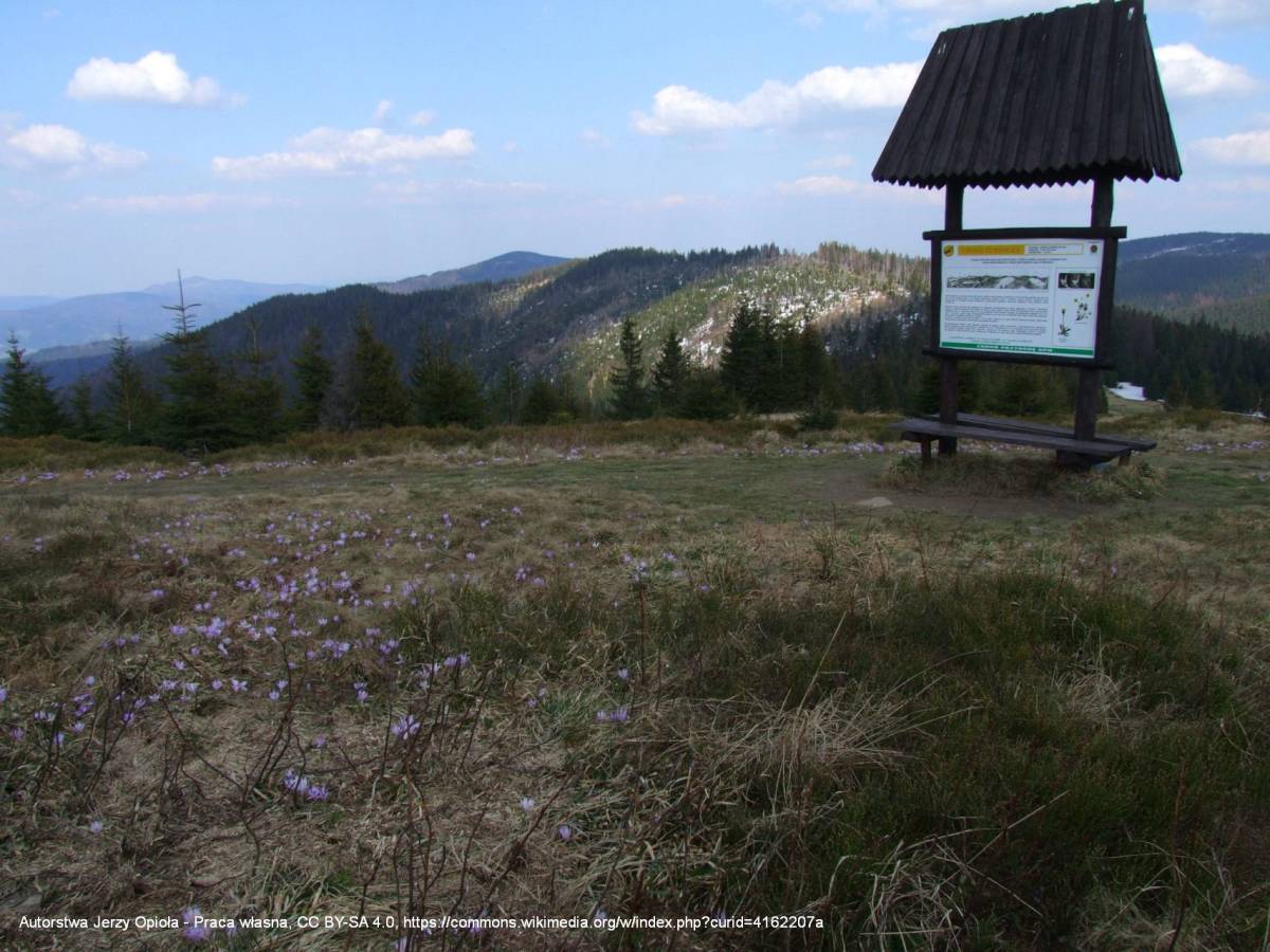 Polana Czoło Turbacza - polana czolo turbacza a1