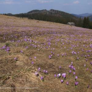 Hala Turbacz - polana hala turbacz a2