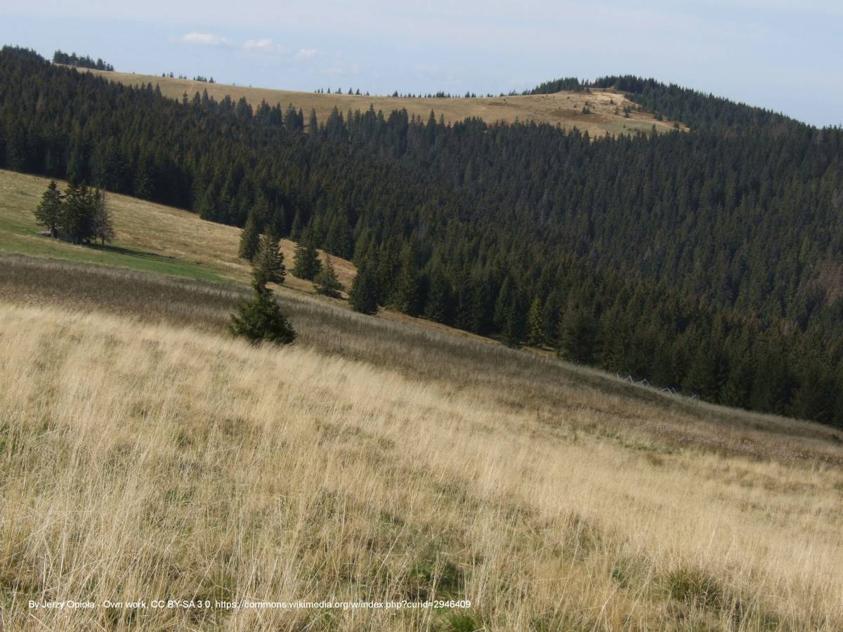 Czoło Turbacza (1258 m n.p.m.) - turbacz a8