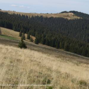 Czoło Turbacza (1258 m n.p.m.) - turbacz a8