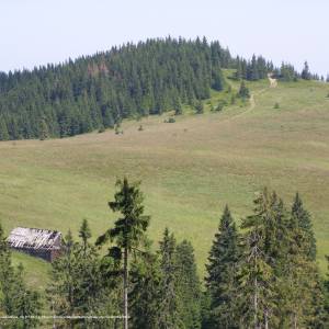 Szlak niebieski Koninki Hucisko - Turbacz - gorce czolo turbacza 1