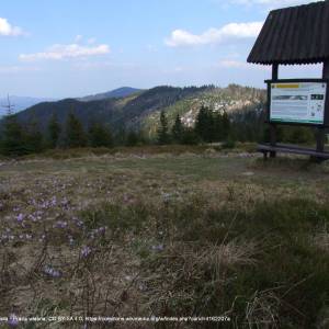 Szlak niebieski Koninki Hucisko - Turbacz - polana czolo turbacza a1