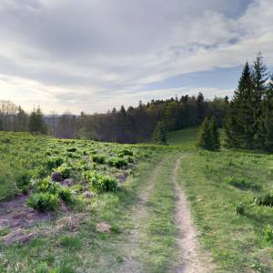 Szlak niebieski Koninki Hucisko - Turbacz - szlak niebieski koninki hucisko turbacz2
