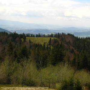 Polana Łąki - laki z turbaczyka