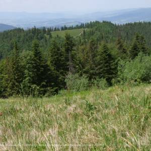 Turbaczyk (1078 m n.p.m.) - polana turbaczyk a3