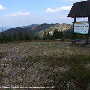 Szlak zielony z Niedźwiedzia na Turbacz przez Turbaczyk - polana czolo turbacza a1