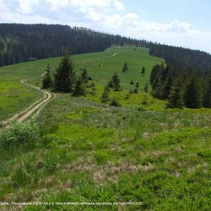 Główny Szlaki Beskidzki - hala turbacz a4