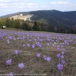 Hala Długa - turbacz a5